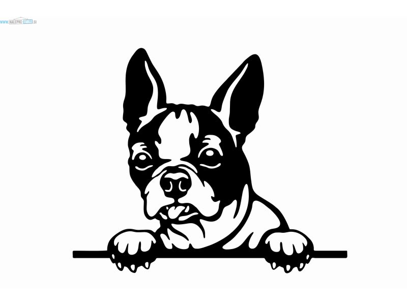 Nalepka pes BOSTONSKI TERIER 2