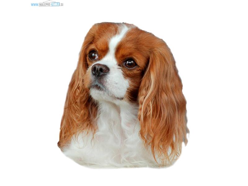 Nalepka CAVALIER KING