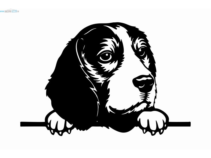 Nalepka pes Beagle