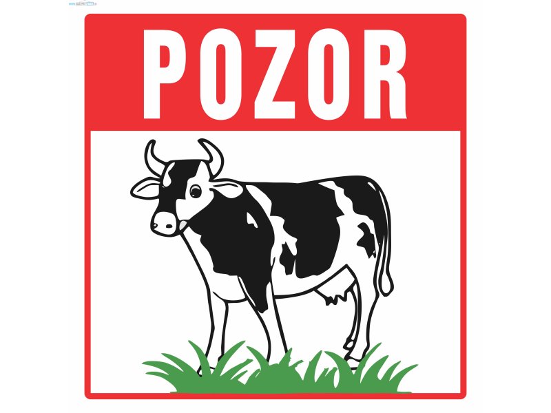 Pozor krave